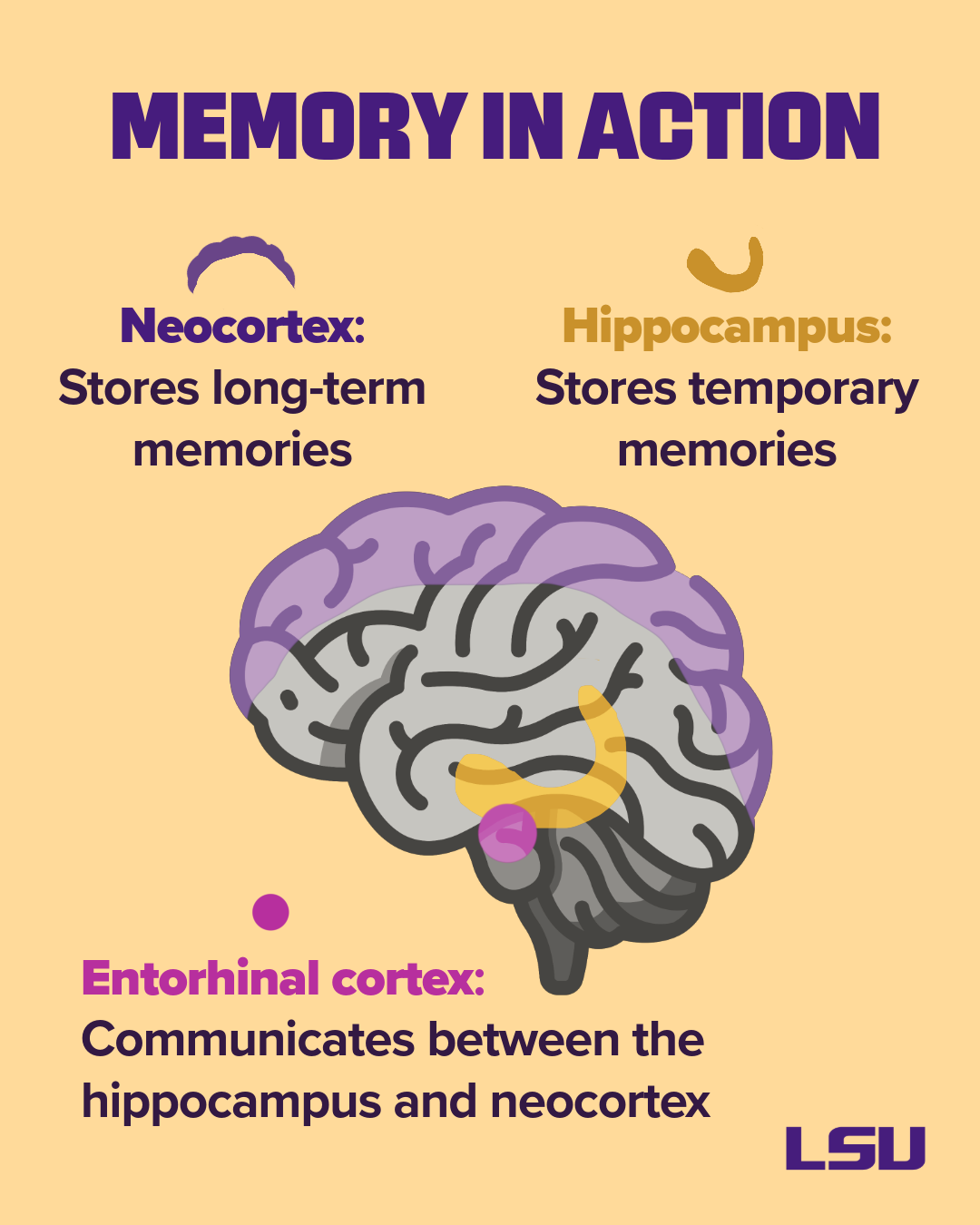 "Memory in Action" brain illustration highlighting the Neocortex (Stories long-term memories); Hippocampus (Stores temporary memories); and Entrhinal cortex (Communicates between the hippocampus and neocortex.