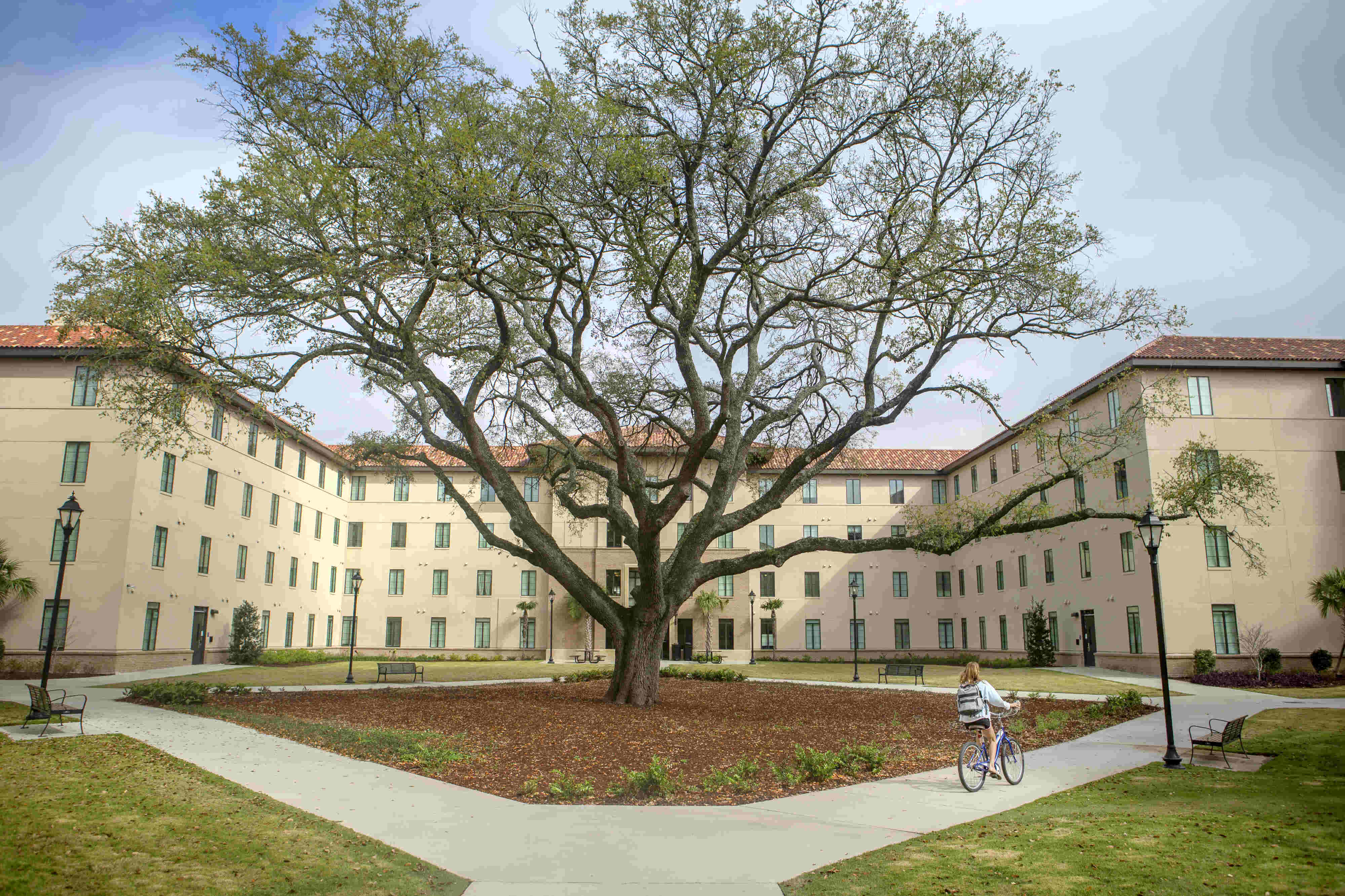 oak tree in front of nicholson hall