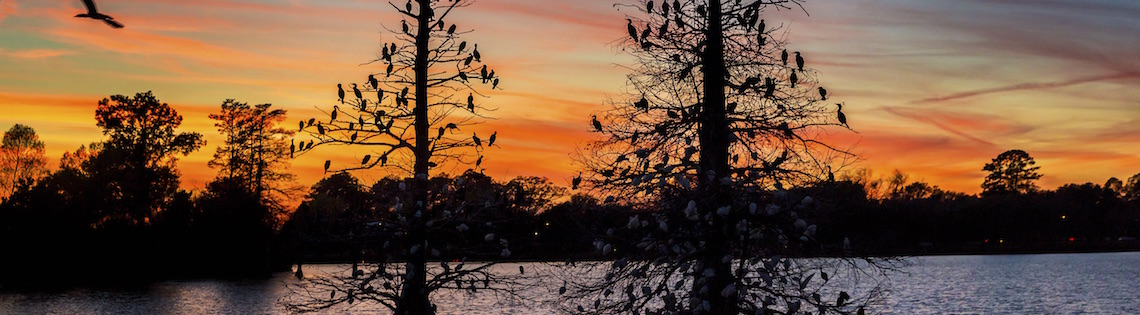 Cypress trees on the LSU Lakes at sunset.